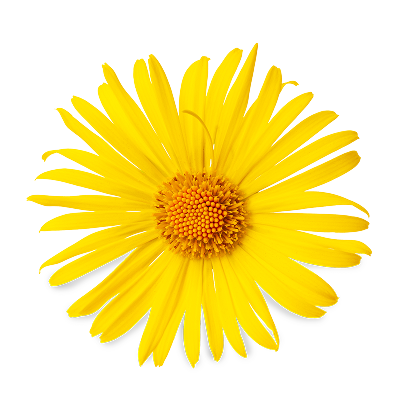 arnica