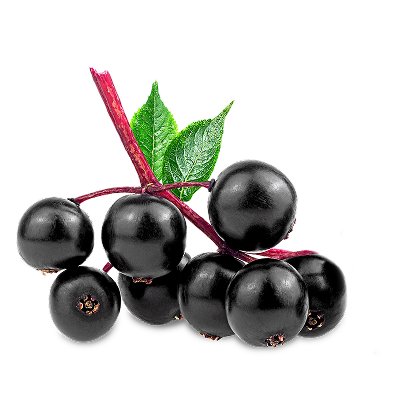 elderberry