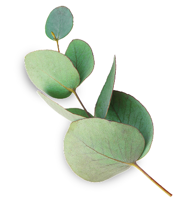 eucalyptus