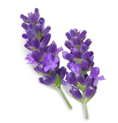 lavender